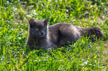 Naklejka na ściany i meble Portrait of a cat resting on green grass