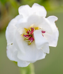 Obraz premium Flowers on a cherry tree in spring. Close-up