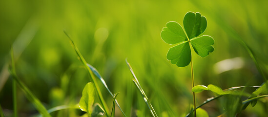 a green clover brings luck on st patricks day. Four-leaf clover with grass