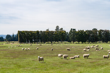 Obraz premium ニュージーランドの羊牧場