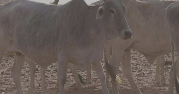 Close-up. Fulani cattle walking in the Sahel, Sahara Desert, North Africa. Drought, Climate Change, Desertification