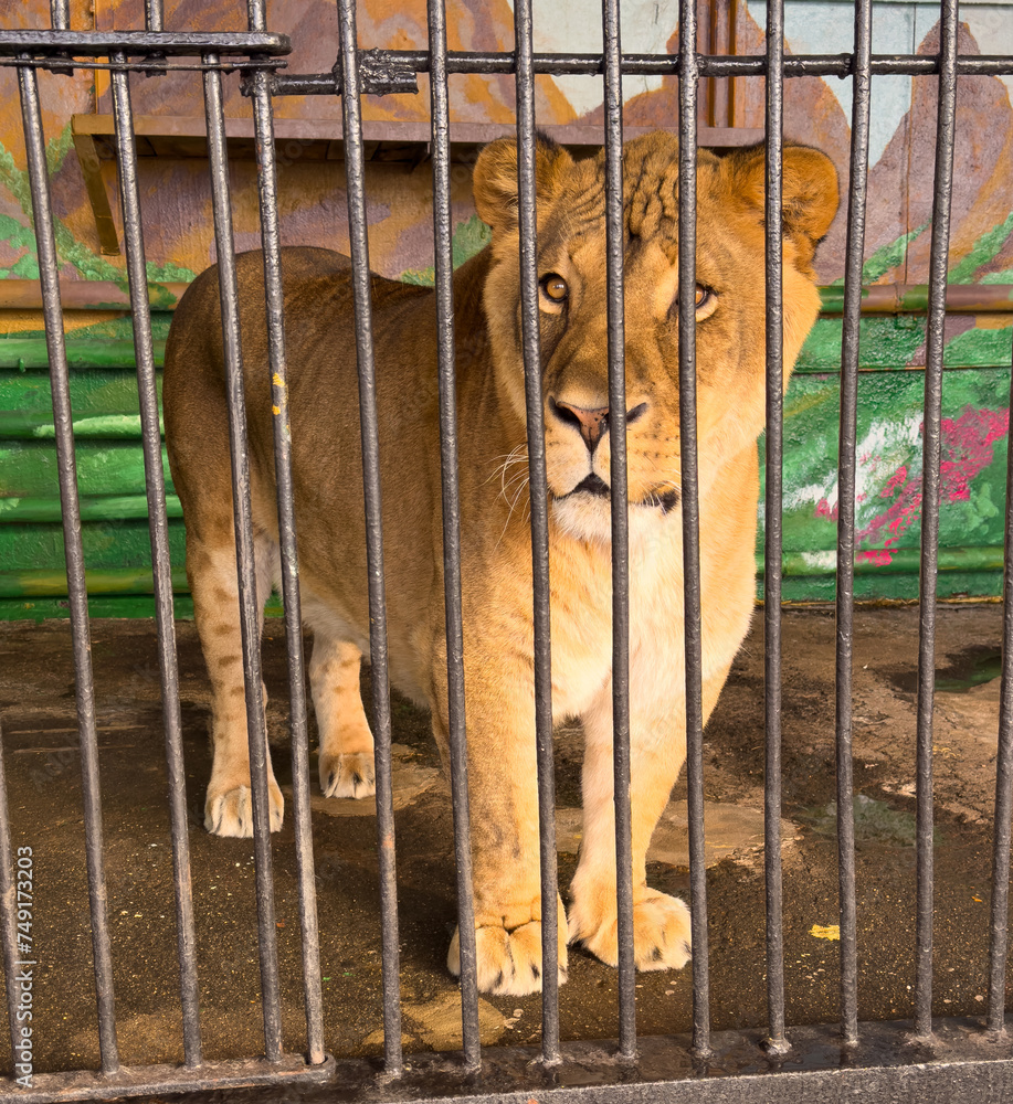 Poster portrait of a zoo lion in a cage