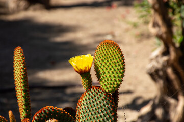 Cactus bloom