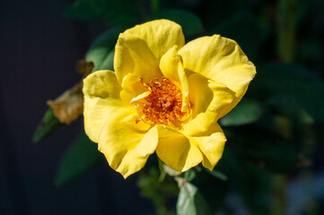 Yellow Rose