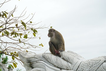 Golden Monkey on Son Tra Mountain in Da Nang, Vietnam - ベトナム ダナン ゴールデン...