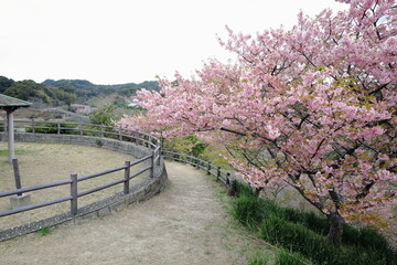 佐久間ダム　葉桜