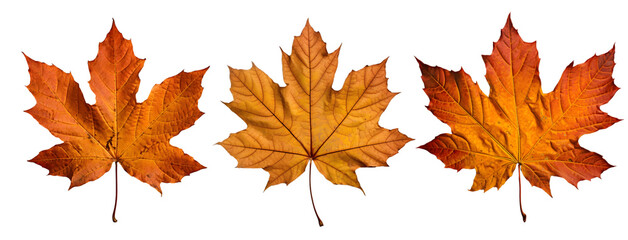 autumn maple leaf