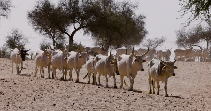 Fulani cattle walking in the Sahel, Sahara Desert, North Africa. Drought, Climate Change, Desertification