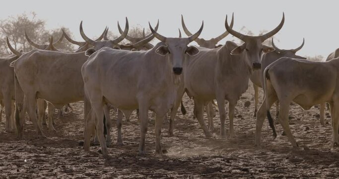 Close-up. Fulani cattle looking at camera, standing in the Sahel, Sahara Desert, North Africa. Drought, Climate Change, Desertification