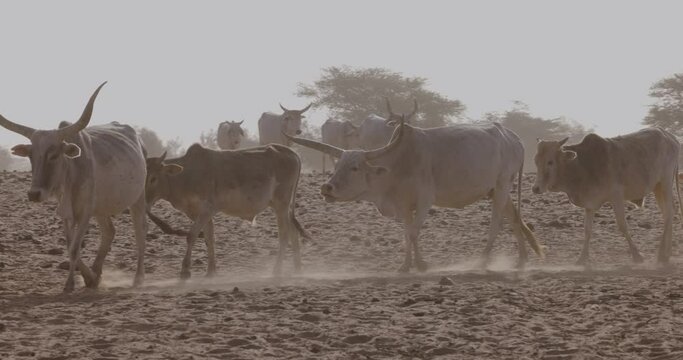 Fulani cattle walking in the Sahel, Sahara Desert, North Africa. Drought, Climate Change, Desertification