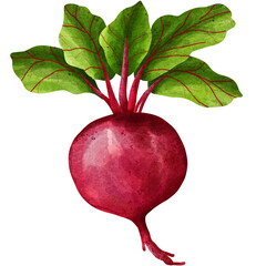Beetroot vegetable 