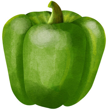 green bell pepper isolated on white