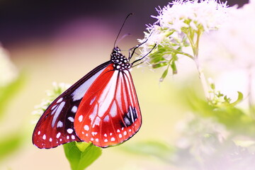 花の蜜を吸うアサギマダラ蝶
