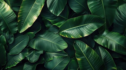 nature dark green background