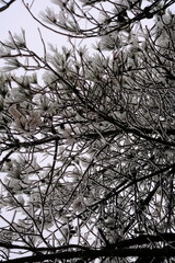 snow covered branches