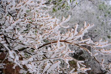 snow covered branches