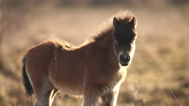 Sunlit young wild exmoor pony horse foal have rest standing in the middle of pasture in late autumn nature habitat in Milovice, Czech republic. Protected animals considered as horse ancestor.