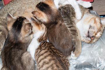 mother cat feeding her kittens with milk at horizontal composition