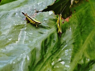Two grasshopper on a leaf