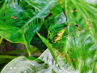 Grasshoppers mating on a green leaf 