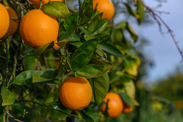 Bouquet of ripe oranges hanging on a tree, Cyprus, Gaziveren 8