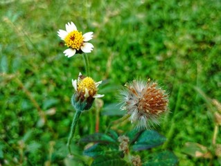 Tridax procumbent (tridax daisy) growing wild in the garden 