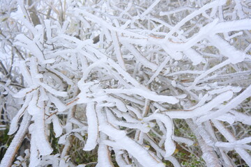 snow covered branches