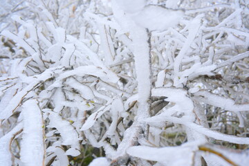 snow covered branches