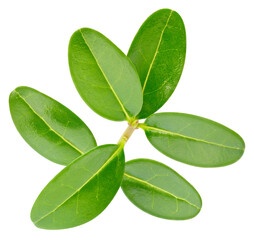 Obraz premium Pomegranate leaf isolated on white background