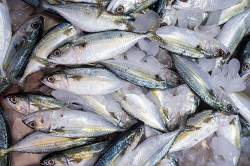 Fresh seafood variety fish sell in traditional asian market