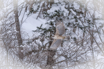 北海道の1月、クマタカの幼鳥。