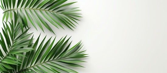 A single tropical palm leaf with intricate veins and a vibrant green color is placed on a clean white background. This image provides ample space for text, making it ideal for summer advertising and