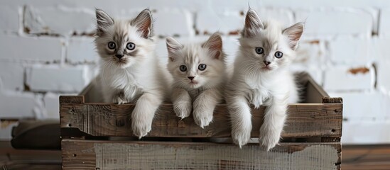 Three adorable kittens with heterochromatic eyes sitting inside a wooden crate. The kittens are fluffy and look curious as they explore their surroundings. The wooden crate is sturdy and provides a - obrazy, fototapety, plakaty