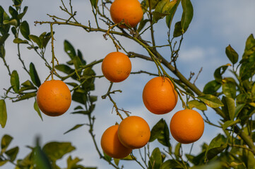 orange tree branches with ripe juicy fruits. natural fruit background outdoors 3