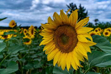 Fototapeta premium Sonnenblume
