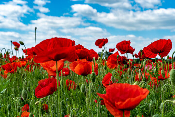 Obraz premium Moon und blauer Himmel