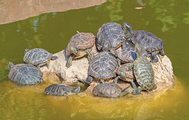 red-eared turtles basking in the sun
