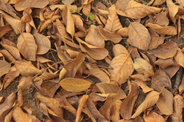 Leaves on the ground