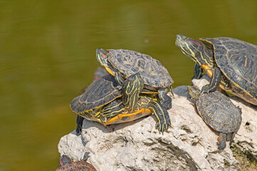 red-eared turtles basking in the sun