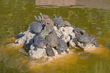 red-eared turtles basking in the sun