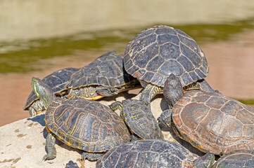 red-eared turtles basking in the sun