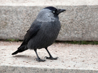 Jackdaw bird on the stone steps - 749195864