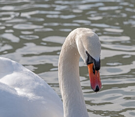 close-up of the swan's head