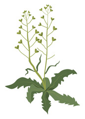 Meadow or field grass with leaves, blooming flora