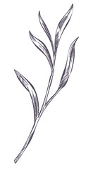 Lavender leaf plant branch with foliage monochrome