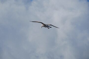 Oiseau dans les nuages .