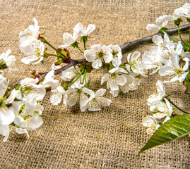 White cherry blossoms on burlap background.