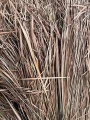 Background of dry grass. Texture of dry grass. Close-up.