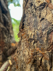 Ants on tree. Ants on tree. Ants on tree Ants on the tree. Ants in the nature. Ants in the nature.