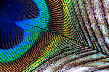 a close up photo of a peacock feather feather feathers are made from feathers